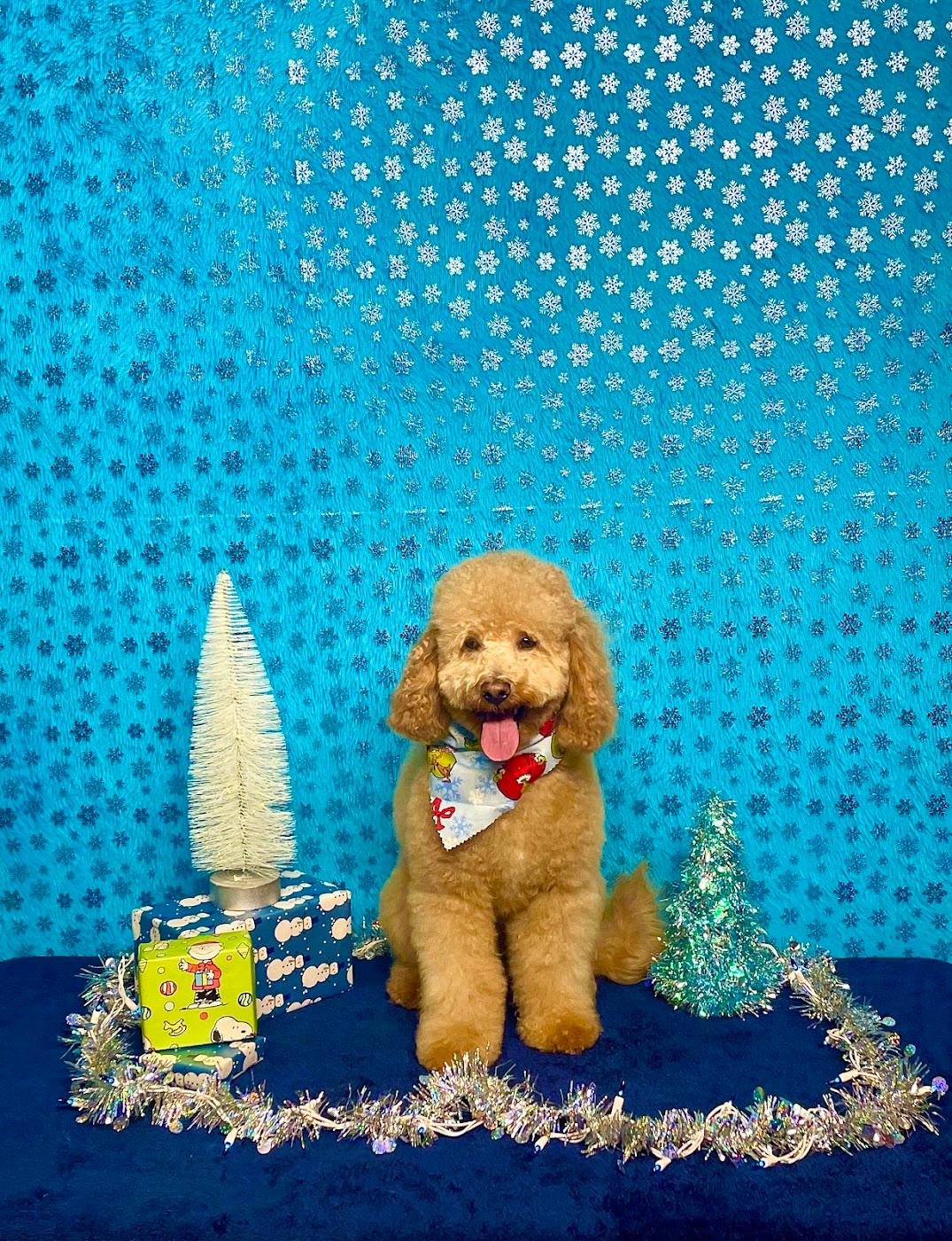 An apricot poodle after a full groom, sitting in a winter photo set with a holiday bandana